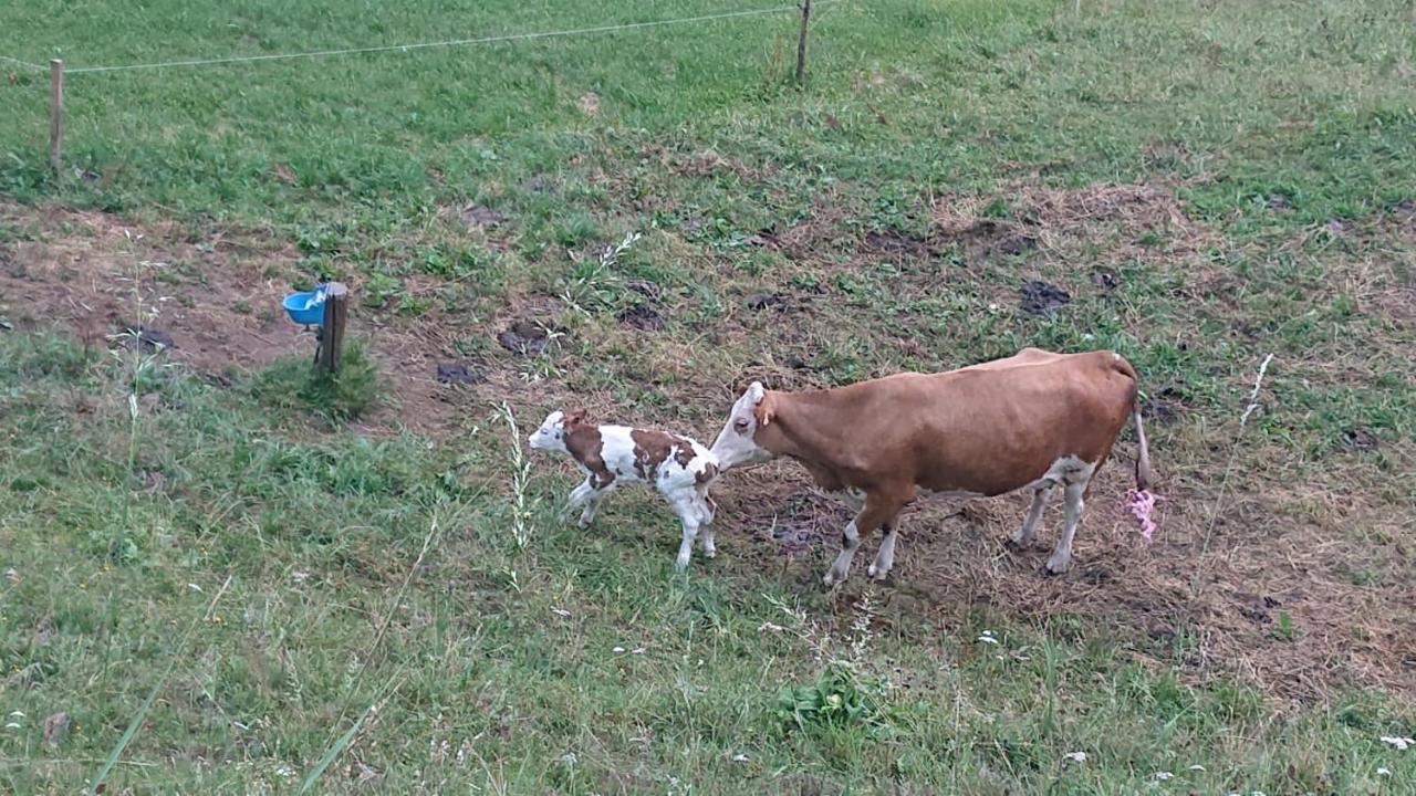 Lindbichlhof Urlaub Am Bio Bauernhof Lägenhet Sankt Johann im Pongau Exteriör bild