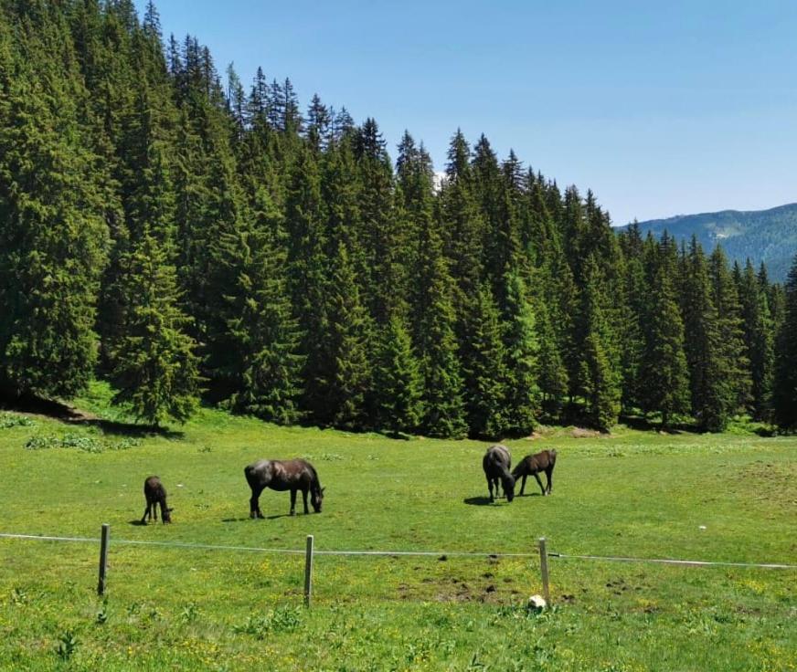 Lindbichlhof Urlaub Am Bio Bauernhof Lägenhet Sankt Johann im Pongau Exteriör bild