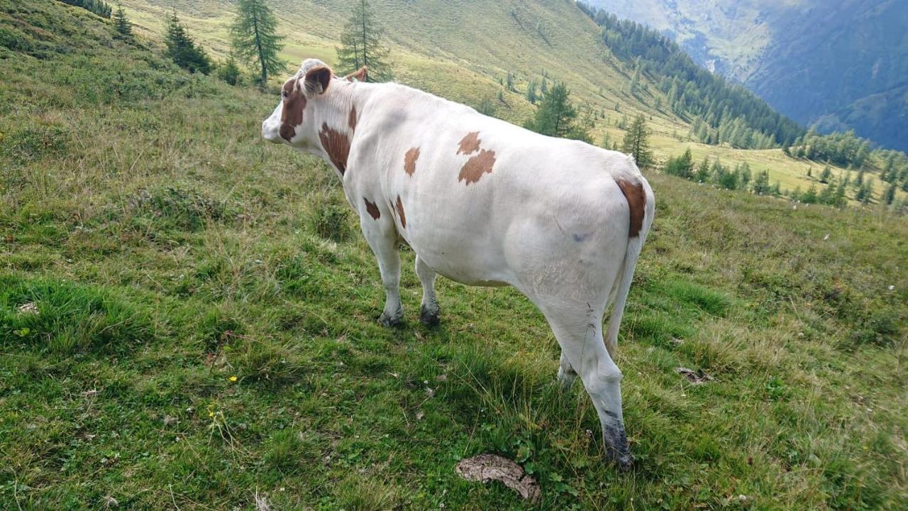 Lindbichlhof Urlaub Am Bio Bauernhof Lägenhet Sankt Johann im Pongau Exteriör bild