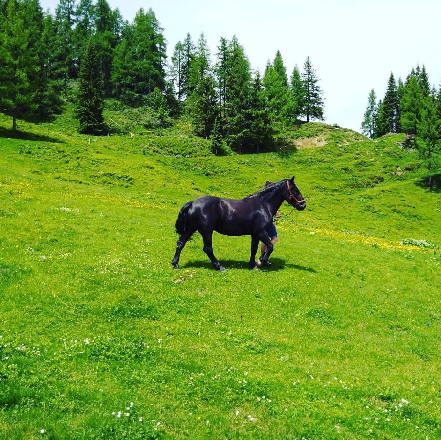 Lindbichlhof Urlaub Am Bio Bauernhof Lägenhet Sankt Johann im Pongau Exteriör bild
